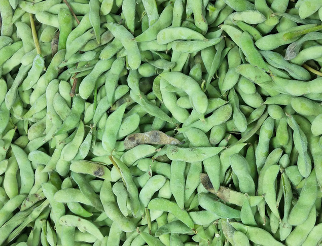 原料