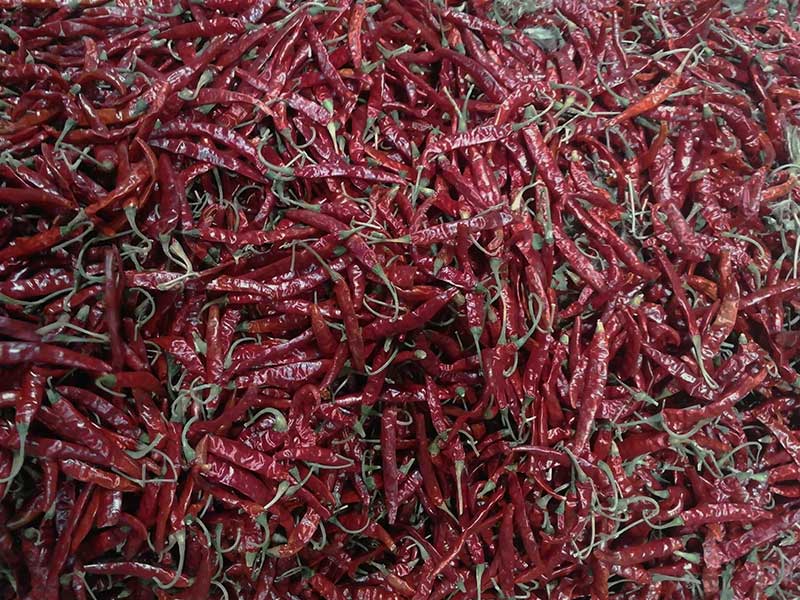 印度-辣椒-Sharma-5041处，辣椒选把，下料.jpg