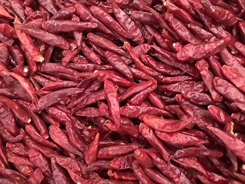 山东金乡-辣椒-李-3028处，好料改.jpg